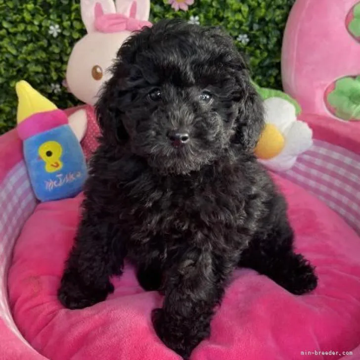 ID：2212-02363の子犬