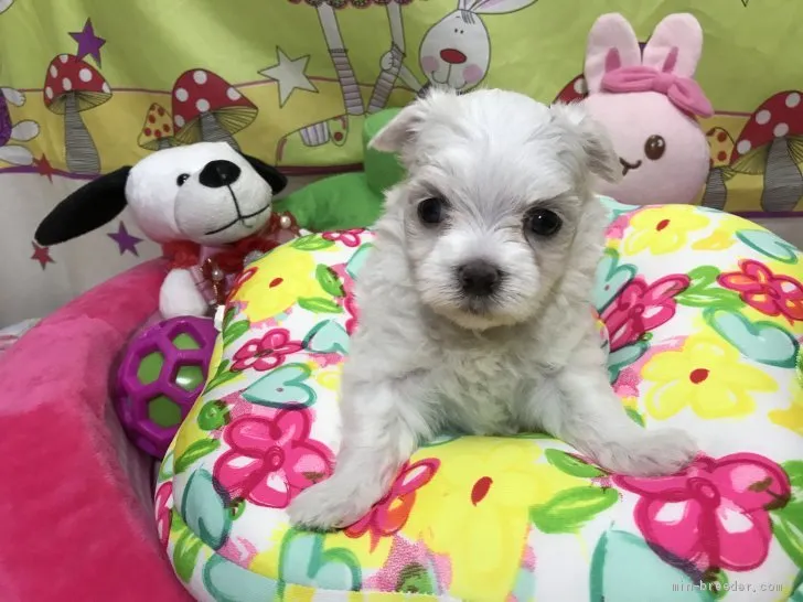 ID：1910-03005の子犬