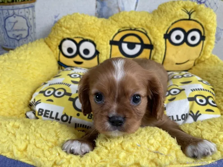 かとれあ 様のお迎えした子犬