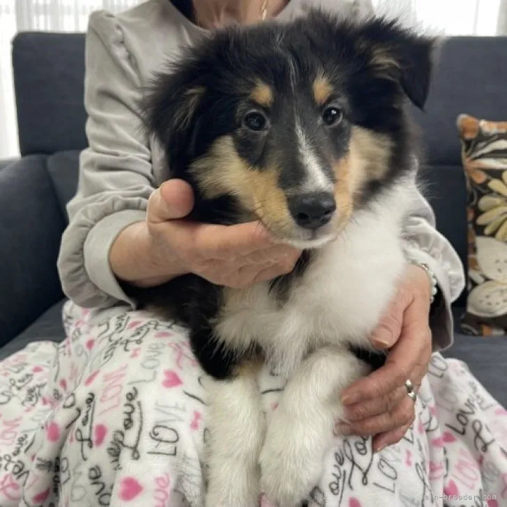 ID：2302-01543の子犬