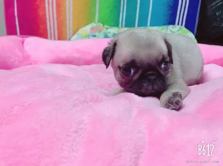 まなぶ 様のお迎えした子犬