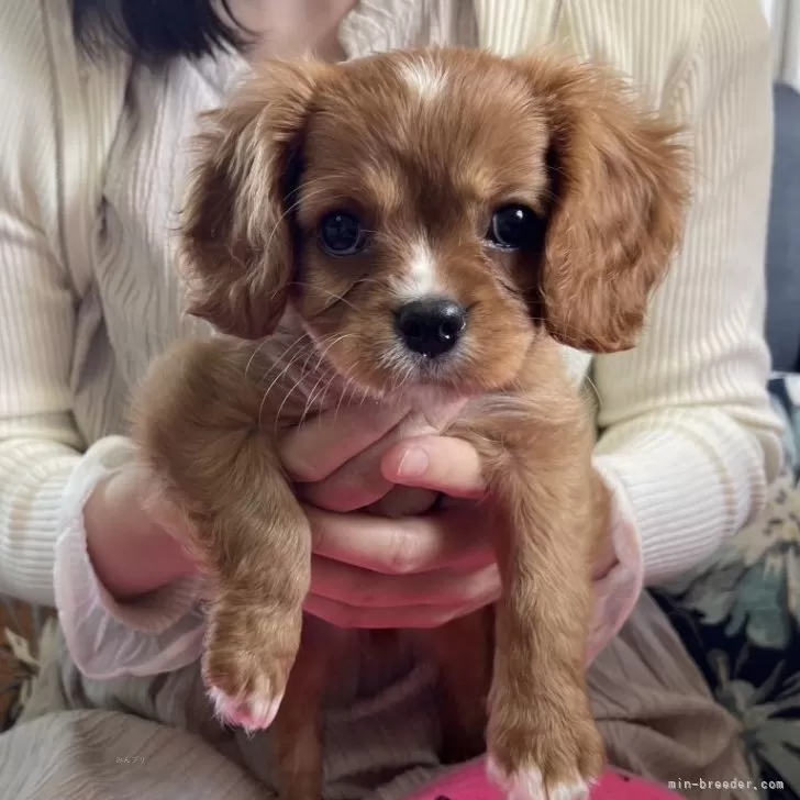 A.N 様のお迎えした子犬