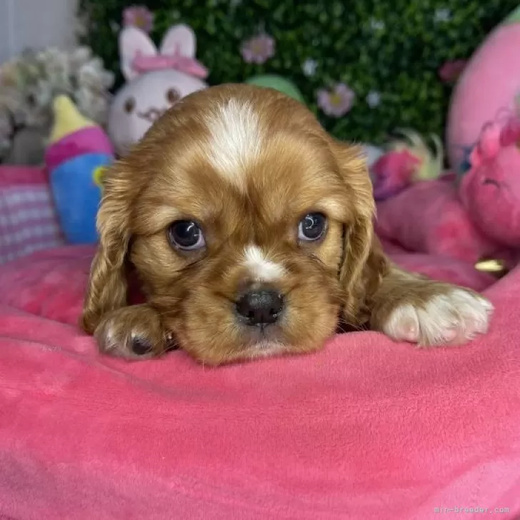 H.S 様のお迎えした子犬