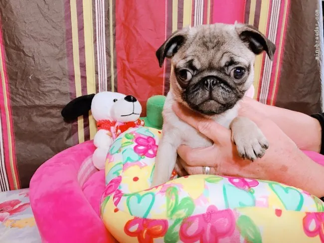 ID:1911-01872の子犬