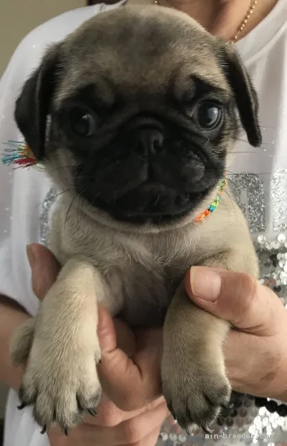 N.F 様のお迎えした子犬