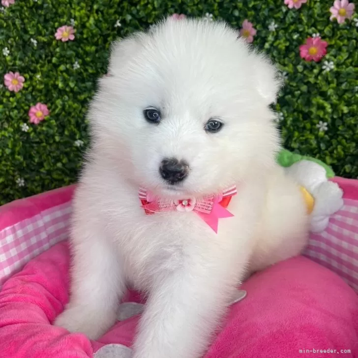 ID:2402-01908の子犬