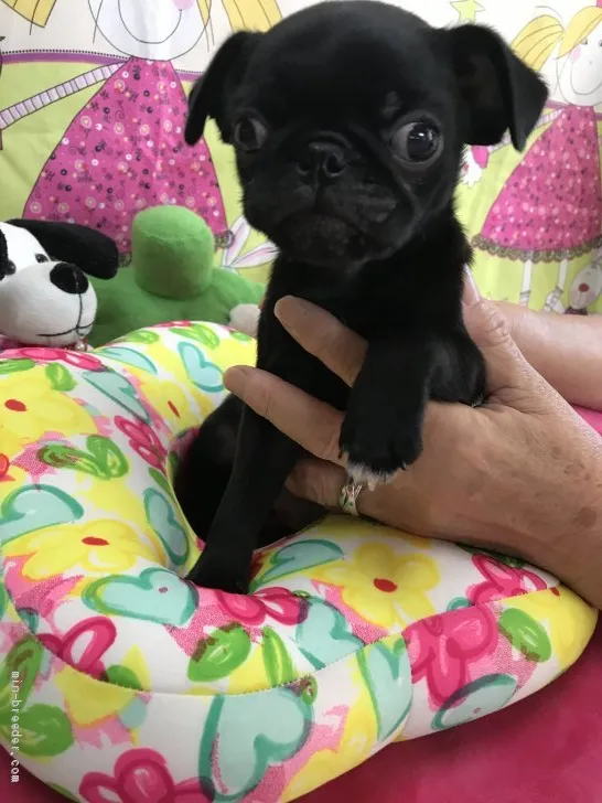 A.S 様のお迎えした子犬