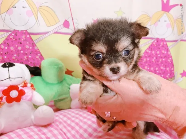 ID:1910-03205の子犬