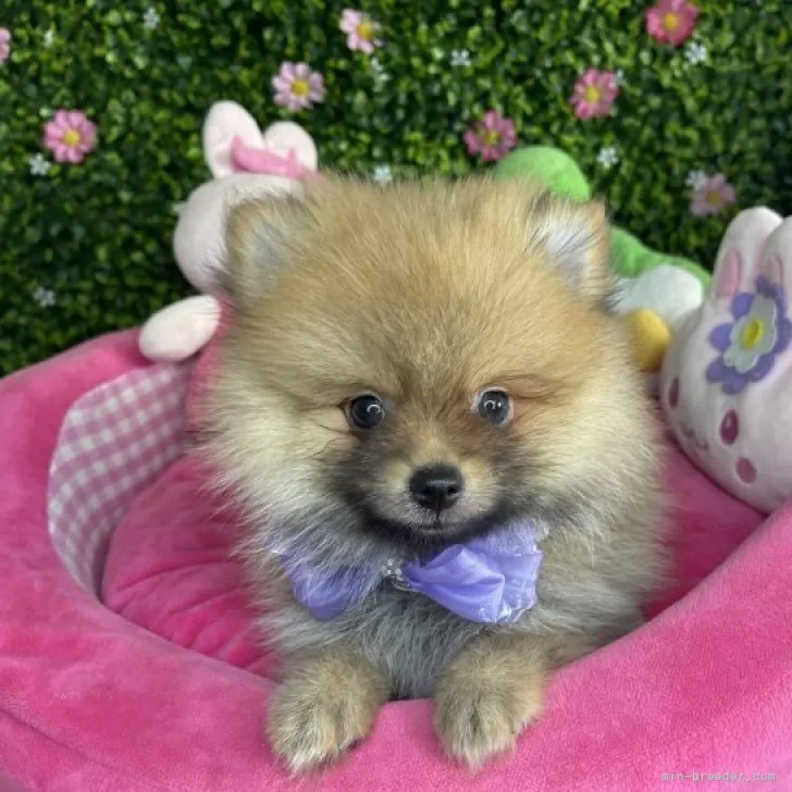 ID:2309-02782の子犬