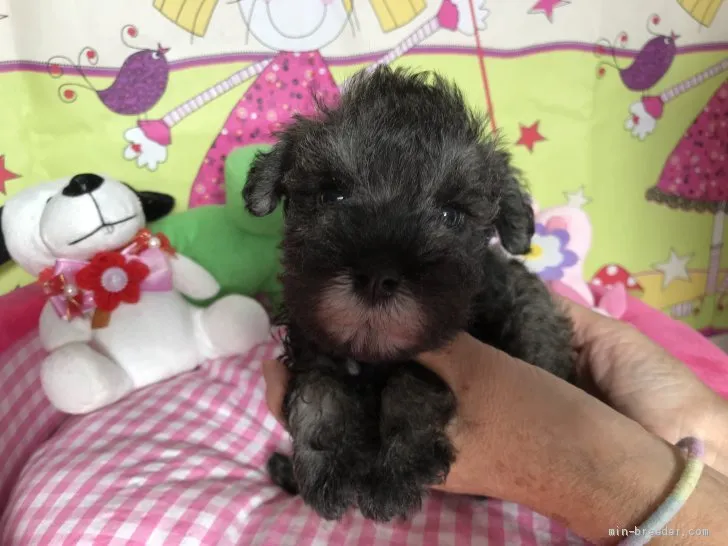 ID:1909-00645の子犬