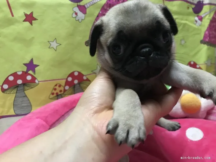 K.Y 様のお迎えした子犬