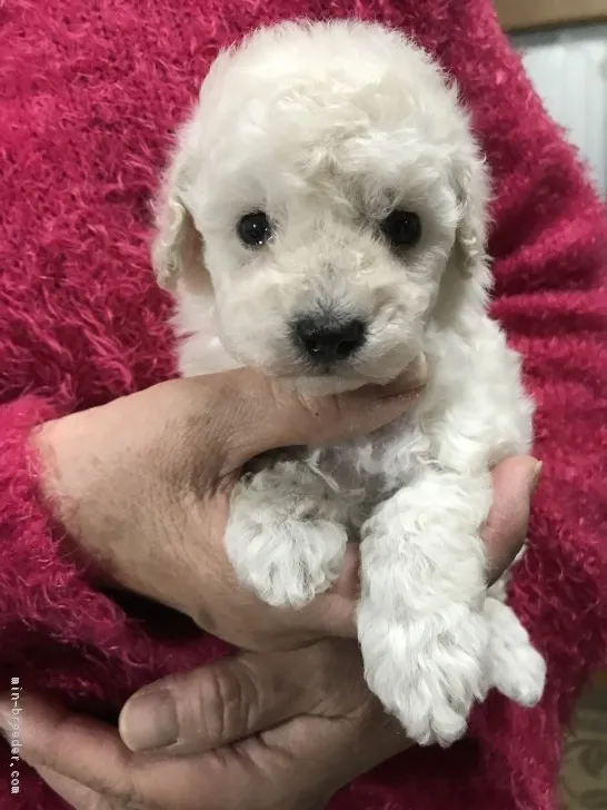 ID:1812-02536の子犬
