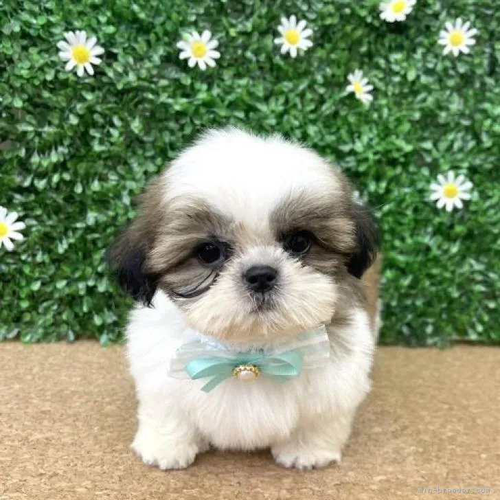 ID:2208-00844の子犬