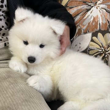 サモエド【茨城県・男の子・2024年1月2日・ホワイト】の写真「ご予約ちゃんです❣️7692」