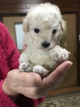 トイプードル(タイニー)【茨城県・女の子・2018年11月20日・クリーム】の写真「スマッシュ系JKCチャンピオンの子です」