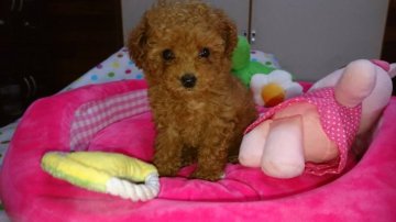 トイプードル(タイニー)【茨城県・女の子・2018年7月31日・レッド】の写真「お顔にご注目ください！」