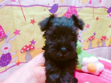 ミニチュアシュナウザー【茨城県・男の子・2020年4月26日・ブラック】の写真「めちゃくちゃおっとりなマイペースひとりっこ男子🐶」