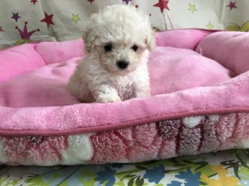 トイプードル(タイニー)【茨城県・男の子・2019年1月26日・ホワイト】の写真「パパはJKCチャンピオン🏆です🌸」