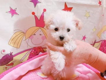 トイプードル(タイニー)【茨城県・女の子・2019年8月27日・クリーム】の写真「パパはJKCチャンピオン👨🏆」