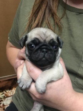 パグ【茨城県・男の子・2018年1月7日・フォーン】の写真「看板犬ラムネのはじめての赤ちゃんです！」