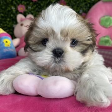 シーズー【茨城県・男の子・2022年10月25日・ゴールド&ホワイト】の写真「むっちりみっちりボディのおっとりさん❣️」