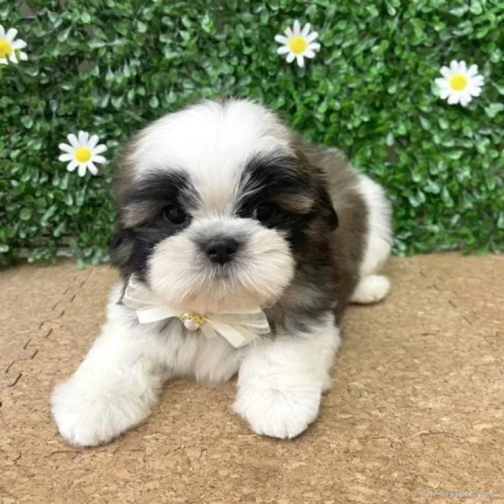 ID:2208-00845の子犬