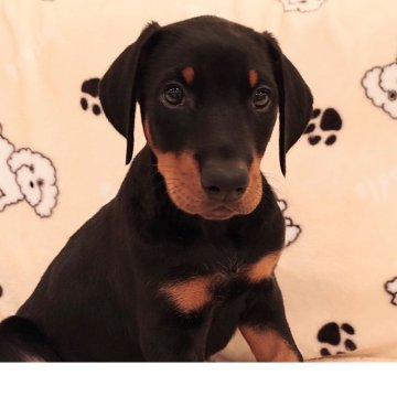 ドーベルマン【愛知県・男の子・2025年3月10日・ブラックタン】の写真「父犬アメリカチャンピオン　母犬JKCチャンピオン　」
