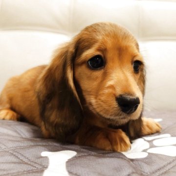 ミニチュアダックスフンド(ロング)【愛知県・女の子・2025年9月9日・シェーデッドレッド】の写真「優良血統！超可愛いお顔の女の子💕明るいレッドです」