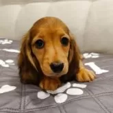 ミニチュアダックスフンド(ロング)【愛知県・男の子・2025年9月9日・シェーデッドレッド】の写真3「11月9日撮影」