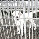 ラブラドールレトリバー