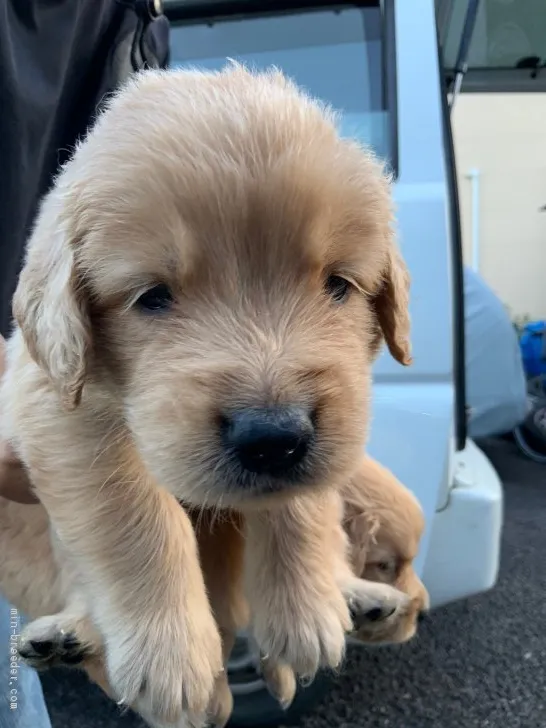 D.H 様のお迎えした子犬