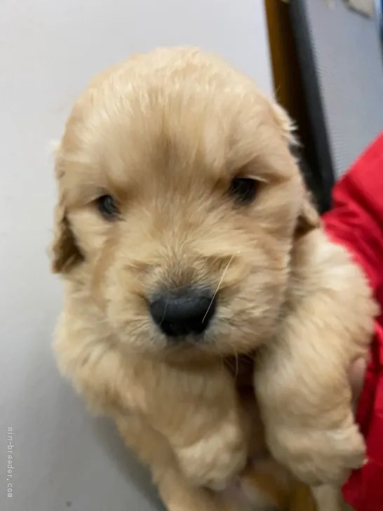 ふくちゃん 様のお迎えした子犬
