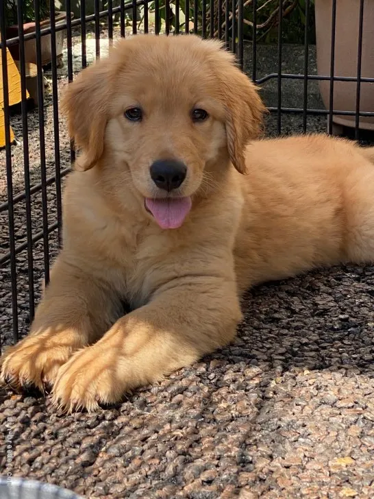 T.Oふうてんのともさん 様のお迎えした子犬