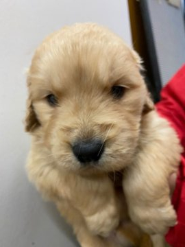 ゴールデンレトリバー【岐阜県・男の子・2019年12月20日・ゴールデン】の写真「両親有名犬舎生まれ」