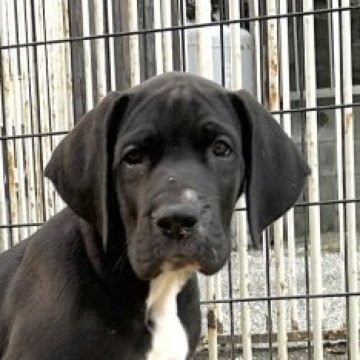 グレートデン【福岡県・男の子・2025年10月16日・ブラック】の写真「アイコンタクトが上手な男の子✨」