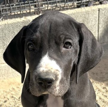 グレートデン【福岡県・男の子・2025年10月16日・ブラック】の写真「しっかりボディの男の子✨」