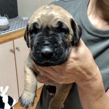 グレートデン【福岡県・女の子・2022年7月13日・フォーン】の写真「可愛い女の子♡」