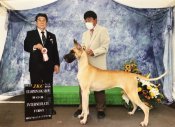 グレートデン【・女の子・2020年7月24日・フォーン】
