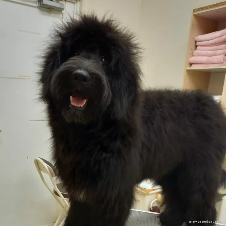 ID:2408-04977の子犬