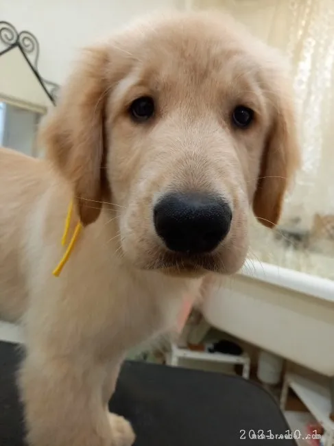 ID:2109-01010の子犬