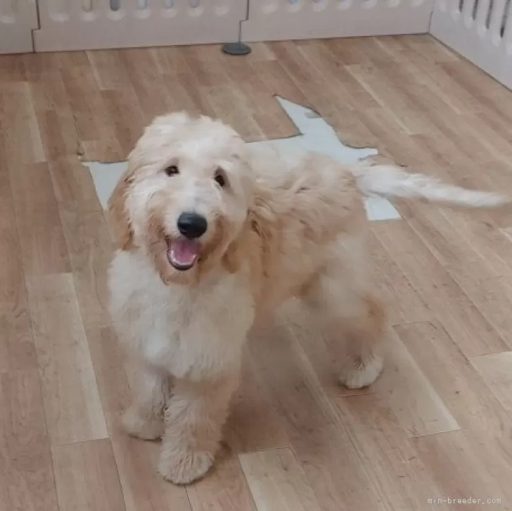 ID：2408-03649の子犬