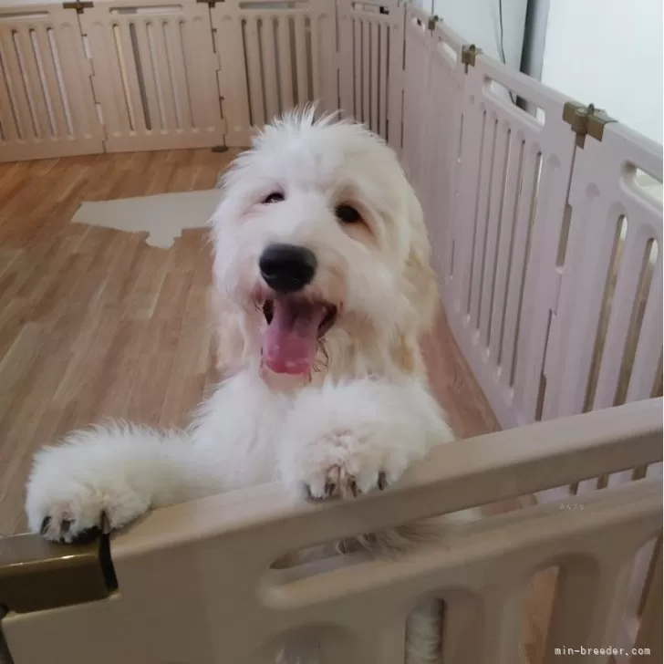 ゆい 様のお迎えした子犬