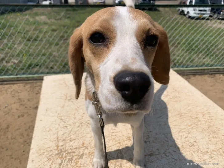 K.Y 様のお迎えした子犬