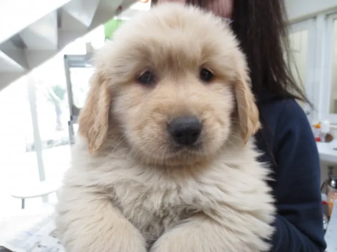ID:1503-00116の子犬