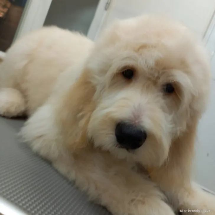 ID：2308-01954の子犬