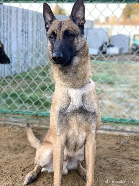 ID：2009-01463の成犬