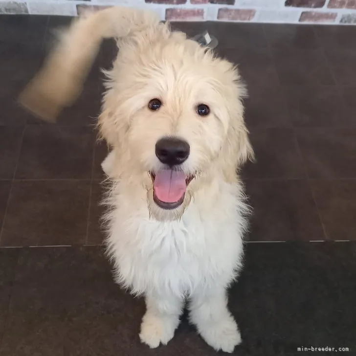 ID：2305-00667の子犬