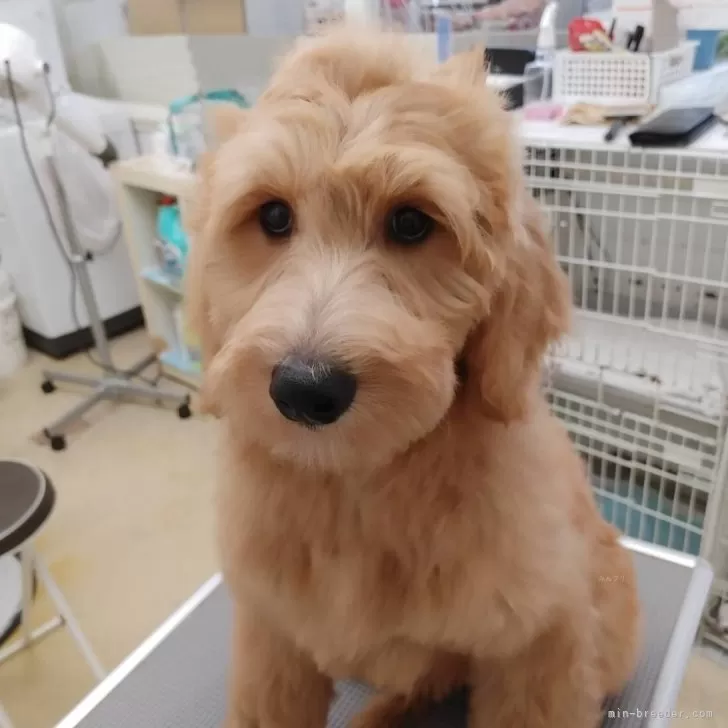 ID:2408-00750の子犬