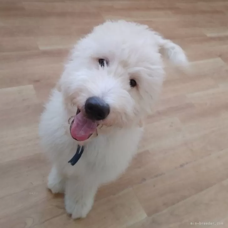 ID:2405-07199の子犬