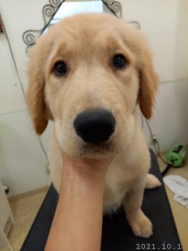 ゴールデンレトリバー【神奈川県・男の子・2021年6月22日・ゴールド】の写真「元気な男の子です！」